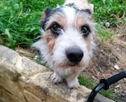 RSPCA search for Magor pet's killer
