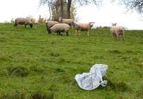 RSPCA urges county to remember sky lantern ban