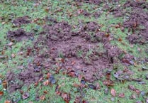 Rangers target 700 wild boar