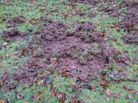Rangers target 700 wild boar