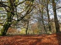 Support grows for Wentwood Forest