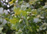 Acorn appeal to boost woodland