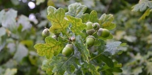 Acorn appeal to boost woodland