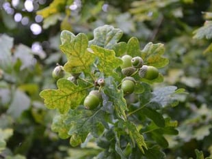 Acorn appeal to boost woodland
