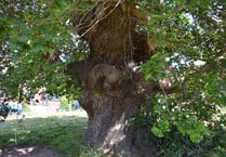 Can you help the Woodland Trust track ancient trees?