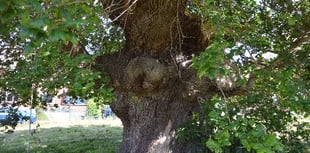 Can you help the Woodland Trust track ancient trees?
