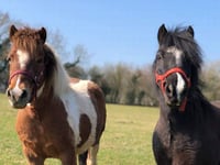 Animal rescue centre appeals for help in keeping Covid safe