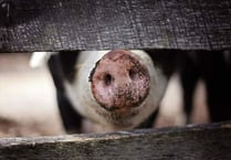 FUW warning over crisis looming for pig industry