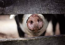 FUW warning over crisis looming for pig industry