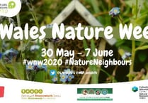 Join in the fun of Wales Nature Week