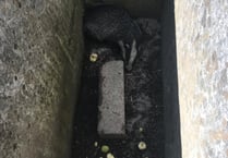 Badger out of the line of fire
