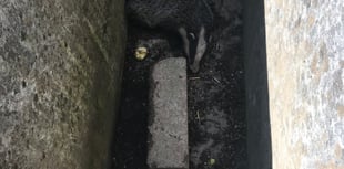 Badger out of the line of fire