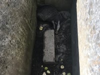 Badger out of the line of fire