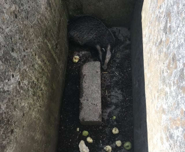 Badger out of the line of fire