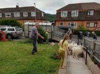 Hey, ewe! Get off my lawn!