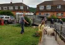 Hey, ewe! Get off my lawn!