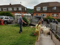 Hey, ewe! Get off my lawn!