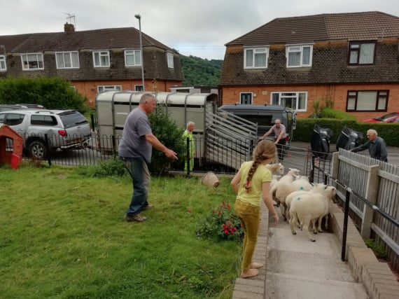 Hey, ewe! Get off my lawn!