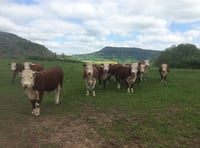 UK Veterinary shortage is hitting Wales the hardest