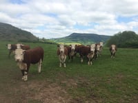 UK Veterinary shortage is hitting Wales the hardest