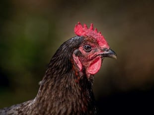 Chief Vet urges continued vigilance on avian flu protections