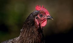 Chief Vet urges continued vigilance on avian flu protections