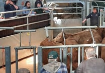 The news on ewes: Ross Market report