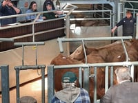 The news on ewes: Ross Market report