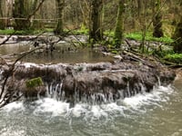 Rare brook dams 'saved' as park lodges plan rejected 