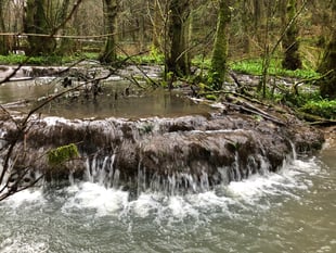 Rare brook dams 'saved' as park lodges plan rejected 
