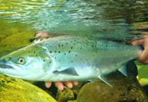 Bleak outlook for Usk salmon