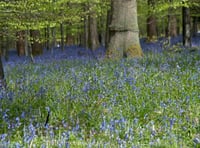 Dave Kent on verse which celebrates the 'mystery' of forests