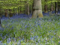 Dave Kent on verse which celebrates the 'mystery' of forests