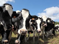 Are cow and sheep cut targets for real?