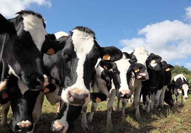 Are cow and sheep cut targets for real?