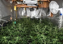 Man arrested after cannabis farm raided