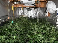 Man arrested after cannabis farm raided