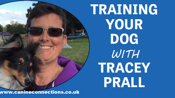 Dog Training with Tracey Prall: The advantages of hydrotherapy