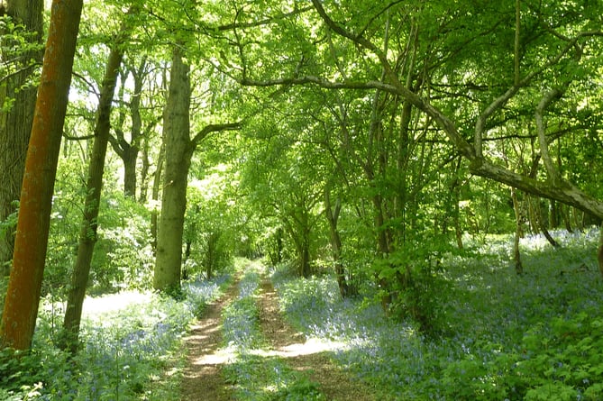 Monmouthshire woodland