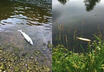 Conservationists to find cause of dead salmon in Wye