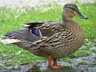Duck 'holds up' Wye Valley roadworks