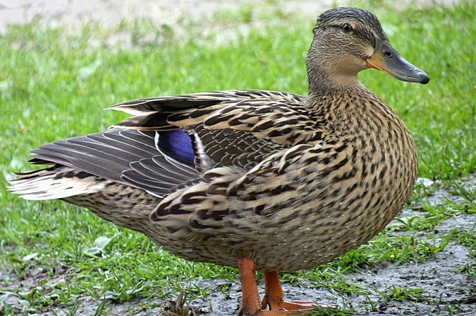 A female mallard duck