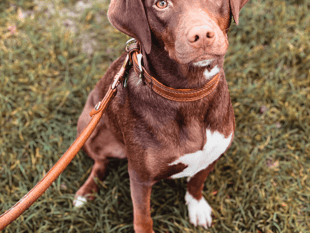 Consultation launched on dog controls in Monmouthshire
