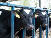 Politician's bovine TB comments condemned by farming union