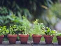 Expert shares top "minimal effort" tips for a beautiful garden