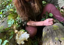 Ace forager Cloe finds rare fungi in Monmouthshire