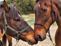 It's neigh to Caerwent horse bid from Monmouthshire planners