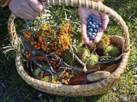 Foraging talk tonight