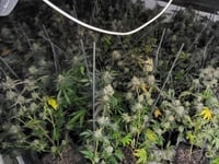 Cannabis found after raid