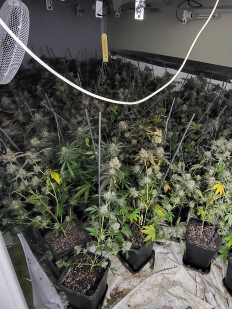 Cannabis plants found in a raid